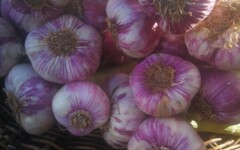 Ail violet de Provence botte 1kg