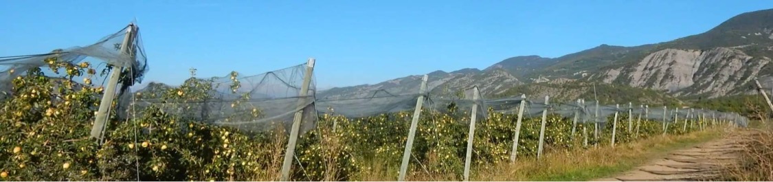 Domaine du pin